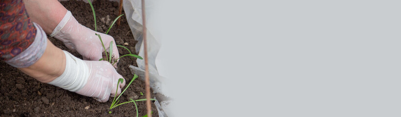a woman farmer plants flower seedlings.