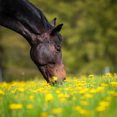 Horse close-up head on a blooming meadow/pasture and is eating, image format 1:1 motif on the left...