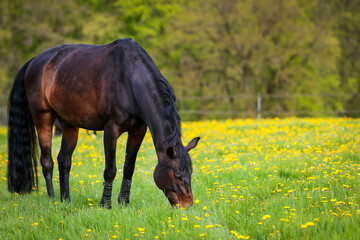 Horse is standing on a blooming meadow/pasture and is eating, landscape format motif on the left of...