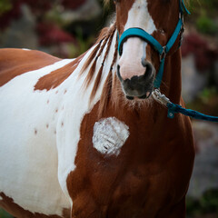Horse piebald with treated chest injury with tether and halter, close-up of the chest in 1:1 format..