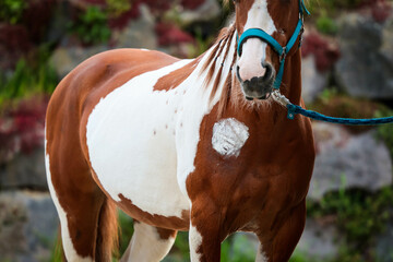 Horse piebald with treated injury to the chest with tether and halter, partial detail of the body..