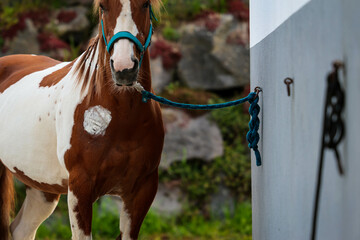 Horse piebald with an injured chest treated with a tether and halter tied to a ring in the wall...