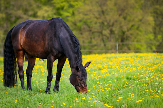 Horse is standing on a blooming meadow/pasture and is eating, landscape format motif on the left of the image, space for text on the right..