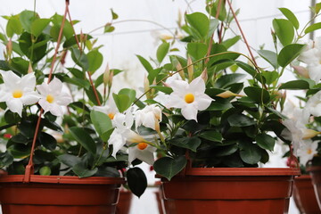 Fototapeta na wymiar White flower in pots. Dipladenia in greenhouse. Mandevilla sanderi. Close up.