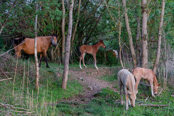 Pretty foals and mares grazing among the trees.