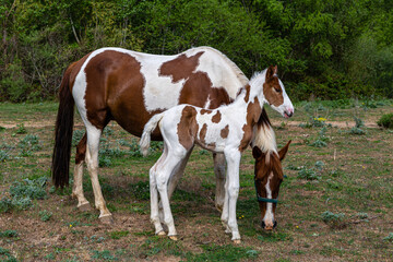 Naklejka na ściany i meble Beautiful foal with his mother, mare, both white with brown spots.