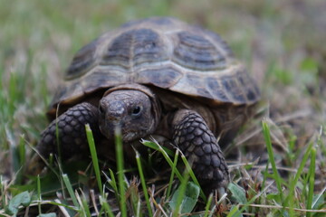 Domestic turtle crawls on the green grass. Exotic pets. Close-up. Selective focus. Copyspace