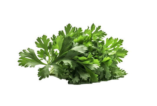 parsley leaves isolated on transparent background PNG