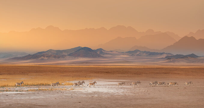 Amazing Zebras running across the African savannah - Etosha National Park, Namibia
