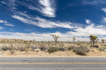 Road in Joshua tree National park