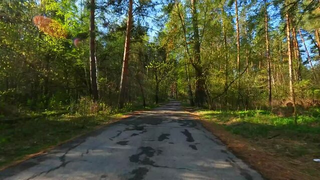 A car ride along a narrow forest road.