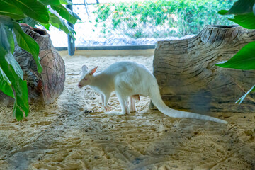 Wallaby Kangaroo in the zoo in Sriayuthaya Lion Park , focus selective