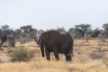 Fototapeta na wymiar Telephoto shot of one giant African Elephant -Loxodonta Africana- grazing on the plains of Etosha National Park, Namibia.