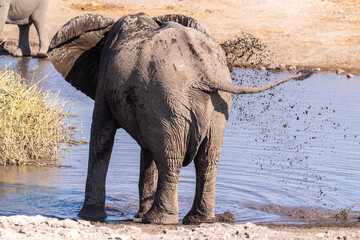 Telephoto shot of an african elephant, sprinkling itself with water, near a waterhole in Etosha national park, Namibia.