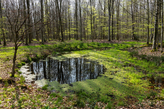 Mare naturelle dans une foret