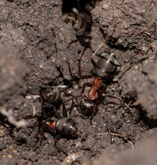 large ants on the ground.