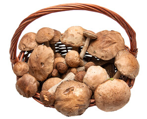 forest mushrooms boletus on a white background.
