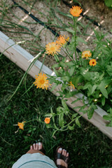 Whimsical orange and yellow calendula flowers in bloom