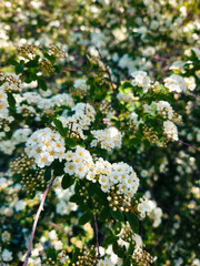 Tiny White Flower Clusters in Spring Time
