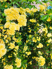 Clusters of Yellow Flowers in Spring