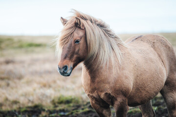 Obraz premium The Icelandic horse is a breed of horse developed in Iceland.