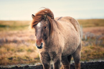 The Icelandic horse is a breed of horse developed in Iceland.