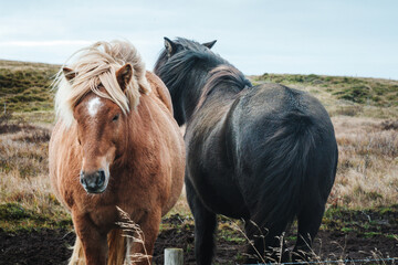 The Icelandic horse is a breed of horse developed in Iceland.