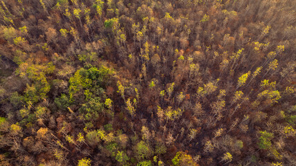 Forest after fire. Aerial view scene top view landscape of burned forest after fire.