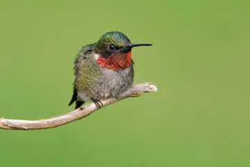 A Ruby-throated Hummingbird Perched on a Branch
