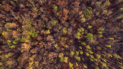 Forest after fire. Aerial view scene top view landscape of burned forest after fire.