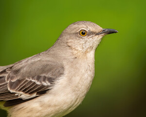 A Northern Mockingbird Closeup Portrait