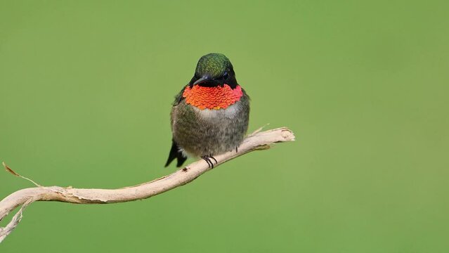 Ruby-throated Hummingbird Perched on a Branch