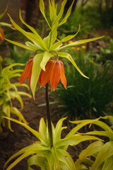 fritillaria orange, hazel grouse, lilac, bulbous