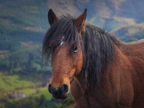 Powerful Horses in the Basque Mountains. Mondragon. Spain.