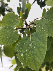Colorado aspen leaves with water droplets in Colorado