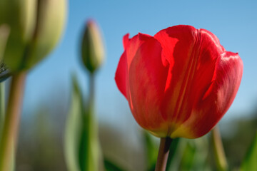 Naklejka premium A field of tulips in bloom on a sunny day against a blue sky.