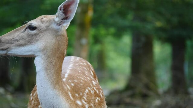Single female fallow deer in natural environment. Deer Dama dama. Vision Park in Auberive region, France. Slow motion