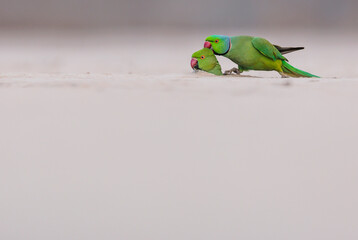 Common rose-ringed parakeets in courtship taken in Ahmedabad city in India.