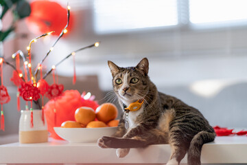 Cat prepare Chinese New Year Celebrations at home. cute domestic shorthair cat putting traditional pendant to the Chinese Lunar New Year for good luck. Chinese word means blessing