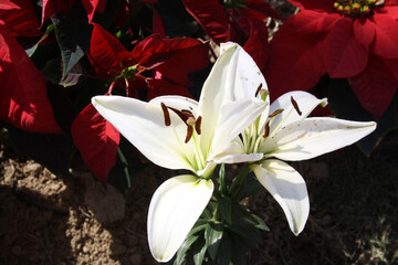 White Lilium 'Navona' (Lilium auratum) with crimson anthers : (pix Sanjiv Shukla)