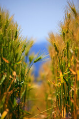 豊作の美しい麦畑