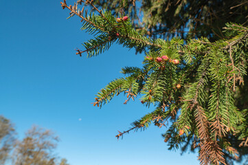 Obraz premium Spruce tree with small cones against the blue sky in spring. Place for text