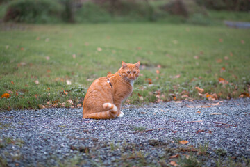 red cat in the grass