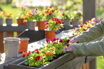 Women planting flowers in terrace, springtime gardening in a sunny evening.