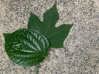 leaf on stone, Three-leaf clover with heart-shaped betel leaves on rock ground