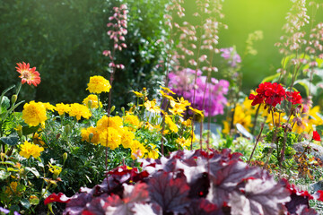 Fototapeta na wymiar Blooming colorful flowers in flower garden in sunlight, geranium and other flowers growing in garden, floriculture and environment concept