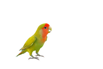 Fototapeta na wymiar Cute of Lovebird standing isolated on transparent background png file