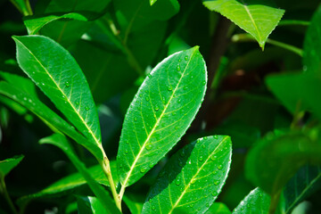 Green leaves of a plant in drops of water