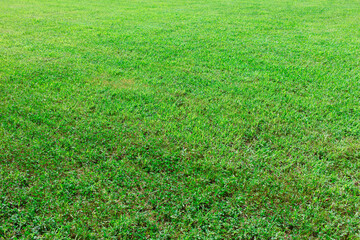 Green grass on the lawn as a background. Texture.
