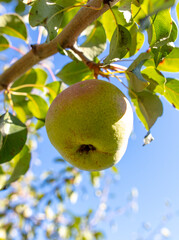 Ripe pears on a tree branch in summer. Close-up.